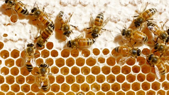 Honey-avoiding vegans believe that exploiting the labor of bees and then harvesting their energy source is immoral.