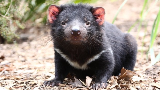 The facial tumour disease that plagues the Tasmanian devil is just one of the topics being discussed at the International Conference of the Wildlife Disease Association.