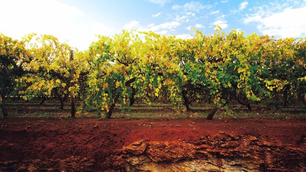 World renowned … the red soil of the Limestone Coast.