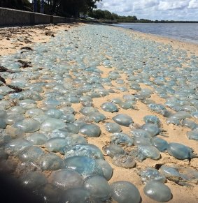The jellyfish plague is a yearly occurrence at Deception Bay.