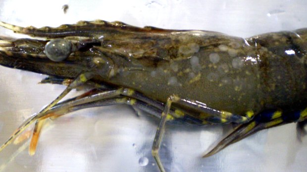 The disease appears as white spots on the prawn's body.