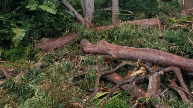 Clearance: New bushfire laws allow home owners in certain areas to clear trees without approval and are being abused, critics say.