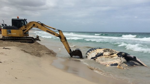 The City of Stirling will remove the rotting whale carcass.