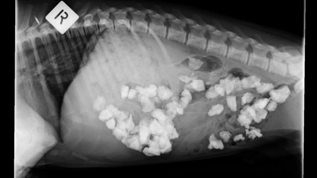 An X-ray of a Canberra border collie puppy that ate rocks. Surgery was not required but passing these was probably uncomfortable.