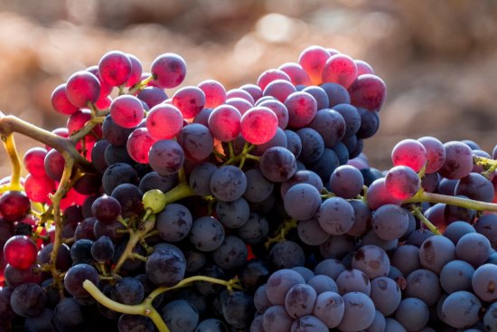 Harvested red grenache grapes during vintage.