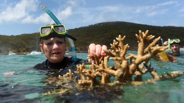 One Nation Senator Pauline Hanson assesses some coral near Great Keppel Island.