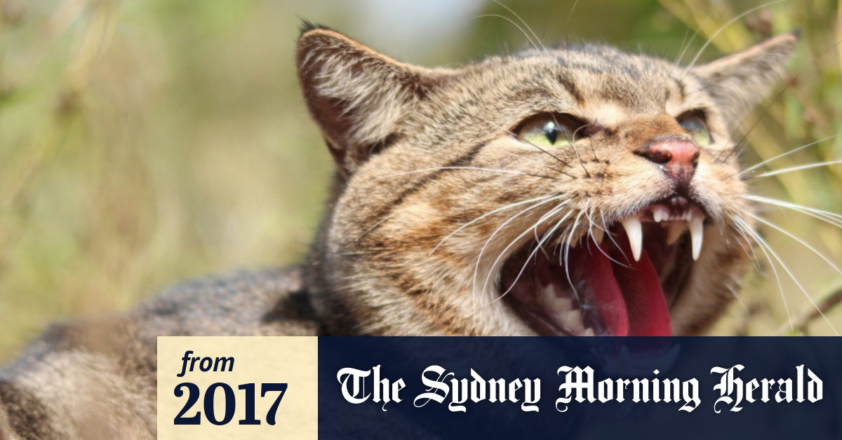 War On Feral Cats Australia Aims To Cull 2 Million