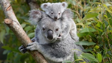 Koalas in Cape Otway are starving due to overpopulation.