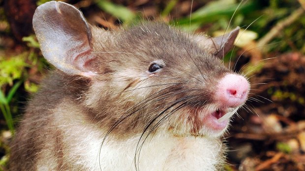 Meet the newest mammal discovered: the hog-nosed rat from Indonesia.