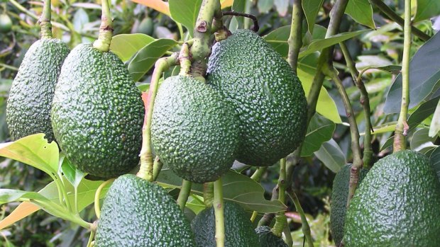 Australian consumption of avocados has been steadily increasing, with annual per capita consumption at around 3.2 kg per person.