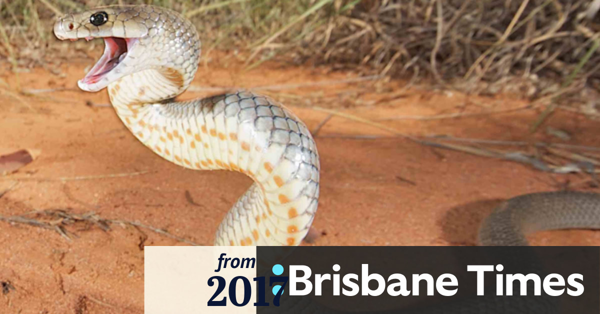 brown snake venom changes with age