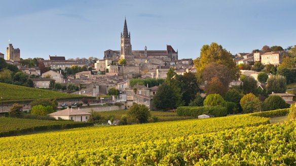 Ripe black grapes in vineyard and the town of St Emilion.