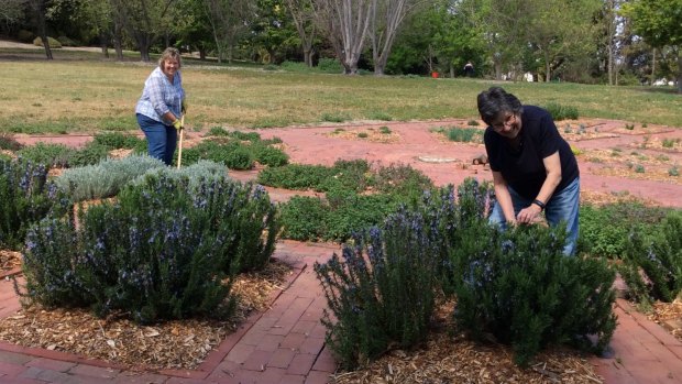 Lesley Pattinson and Paulene Cairnduff tending Gallipoli rosemary in the herb circle at Fetherston Gardens in Weston. 