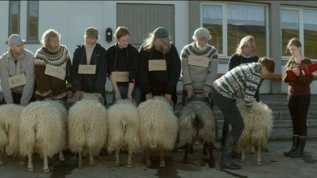 Dyed in the wool: <i>Rams</i> tells the story of two Icelandic brothers who love their sheep but have trouble communicating with each other.