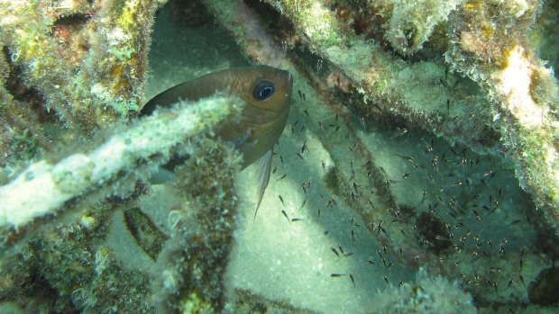 The spiny damselfish, common on reefs in Australia and the region.