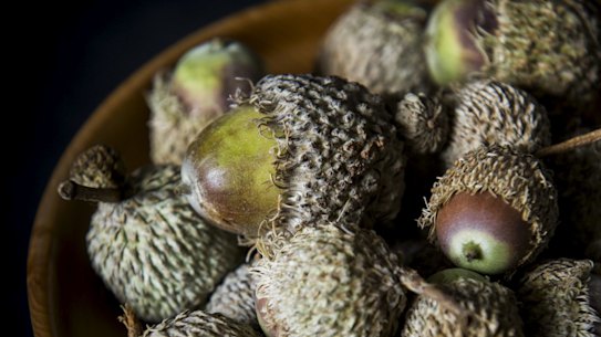 Acorns Australia managing director George Lucas says the acorns name resonates in Europe and the English speaking world, but not in South America or Asia.