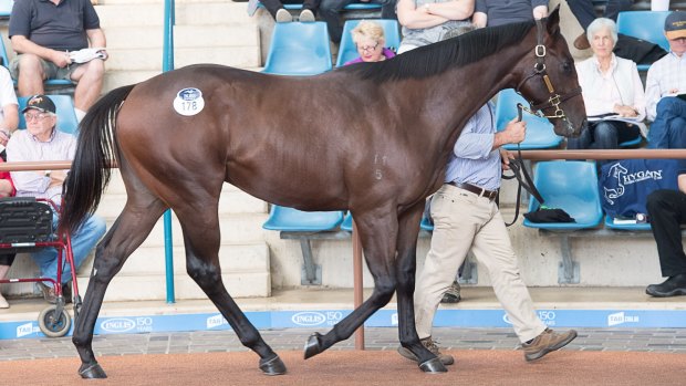 All quality: Lot 178 at the Inglis Easter Sales, a colt by Medaglia d'Oro from Hoss Amor, fetched $2.4 million.