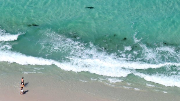 Sharks congregate metres from shore at Jervis Bay.