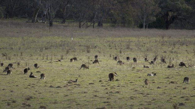 Large numbers of kangaroos grazing near Majura Parkway.