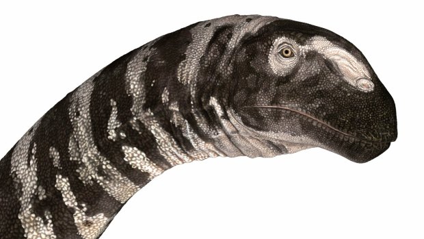 Bones of the Rhoetosaurus were discovered in Queensland in 1924.