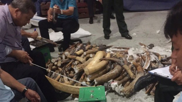 Vietnamese officials check seized ivory in Ho Chi Minh City, Vietnam, in November after finding four tons shipped from Africa at the same port over two months.