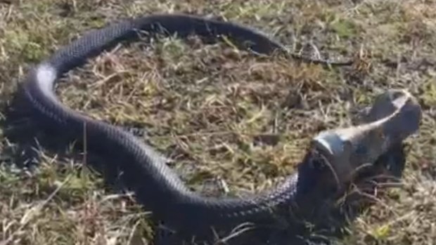 Still from video of rescued red-bellied black snake.