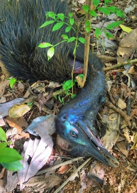 Pip, the cassowary, was killed by dogs in Far North Queensland. Photo: Twitter