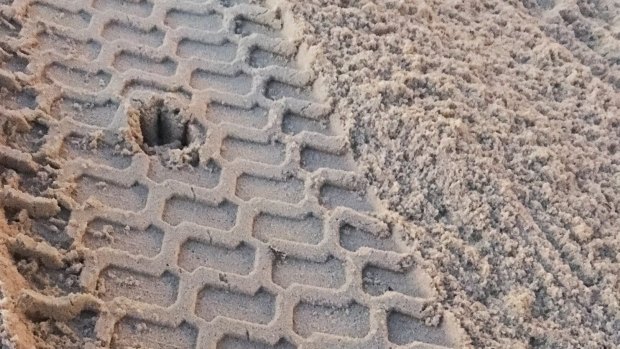 Paw prints from a fox at Coogee Beach. The unwanted invasive species reportedly costs Australia's environment and economy more than $227 million annually.