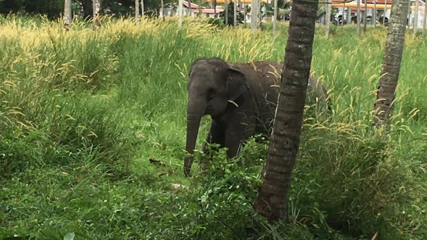 The elephant that attacked Australian man Chan Yun on the Thai resort island of Phuket.