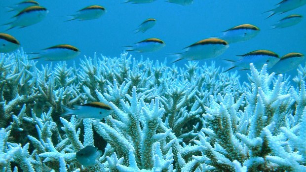 Bleached corals in the southern Great Barrier Reef in 2002. Bleaching events will become more frequent and severe with global warming.