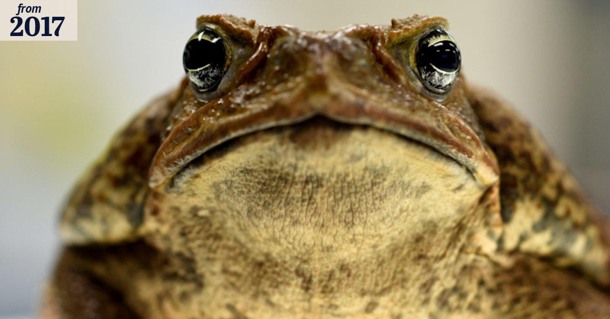 Weedkiller could make cane toads deadlier: research