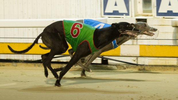 Animal rights activists fear universities have developed a "dependence" on dogs discarded by the greyhound racing industry.