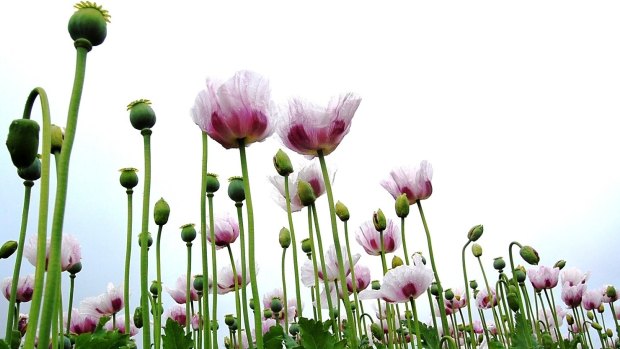 Legal opium poppies growing in Victoria.