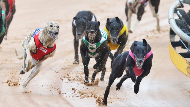 Industry representatives have joined together to present a united front in discussions over the future of greyhound racing. 