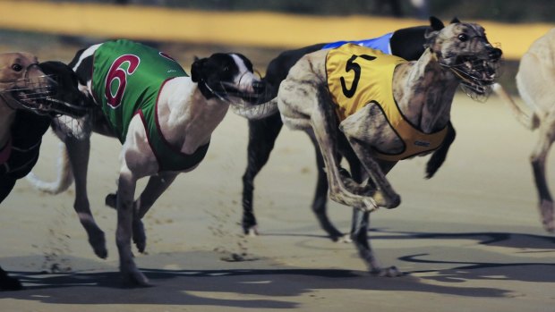 Greyhound racing will be banned in NSW from July 1, 2017 after legislation passed the NSW parliament