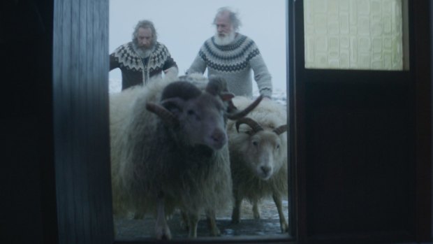 The sheep are treated like family pets by two farmer brothers who haven't spoken in 40 years. 

