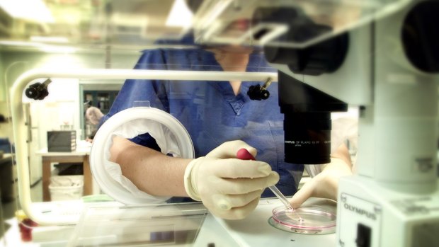 An embryologist sorts eggs at the Monash Medical IVF clinic at the Epworth Hospital in Melbourne.