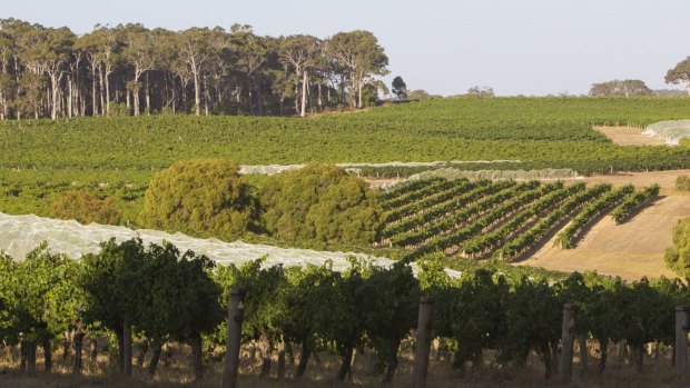 Vineyards at Leeuwin estate later afternoon in Margaret River.