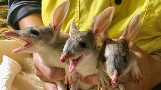Bilby triplets have emerged from their mother's pouch at the Ipswich Nature Centre.