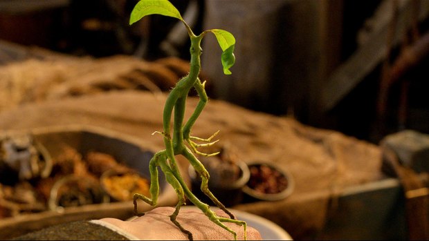 The Bowtruckle, one of the Fantastic Beasts.