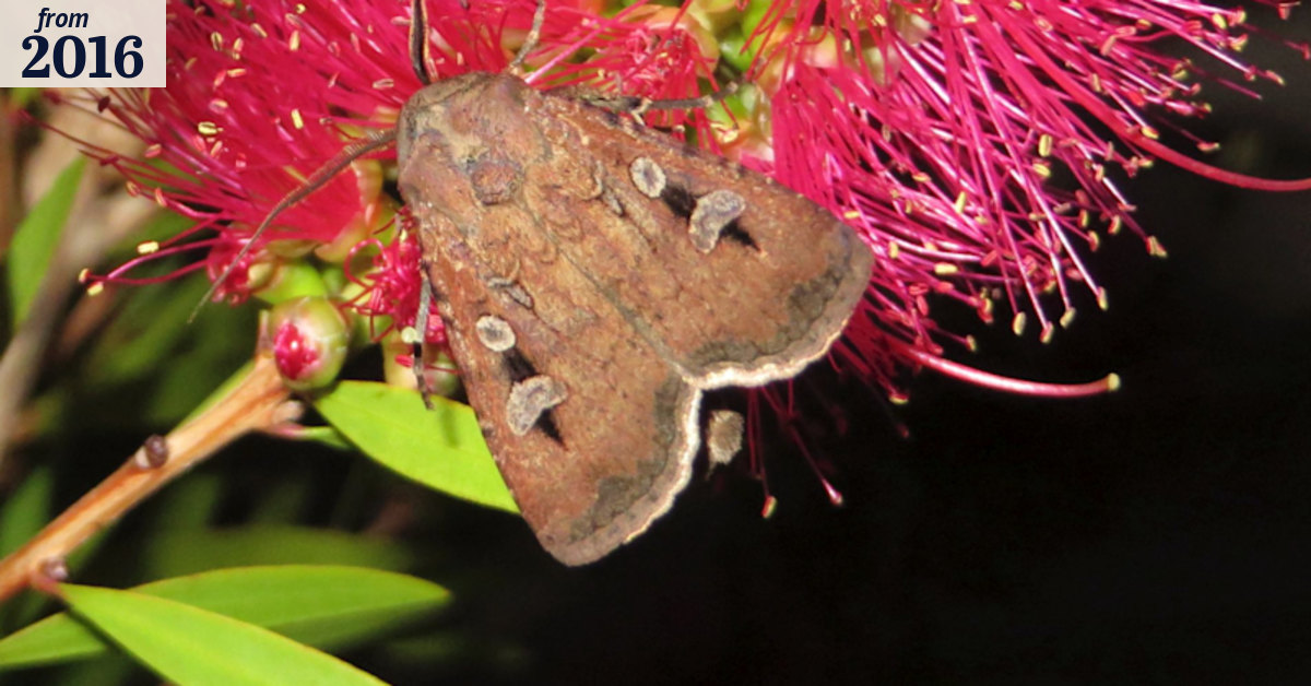 Bogong moths: the bush tucker superfood swarming Canberra