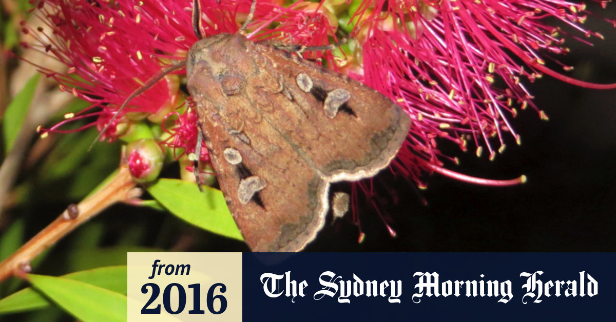Bogong Moths The Bush Tucker Superfood Swarming Canberra