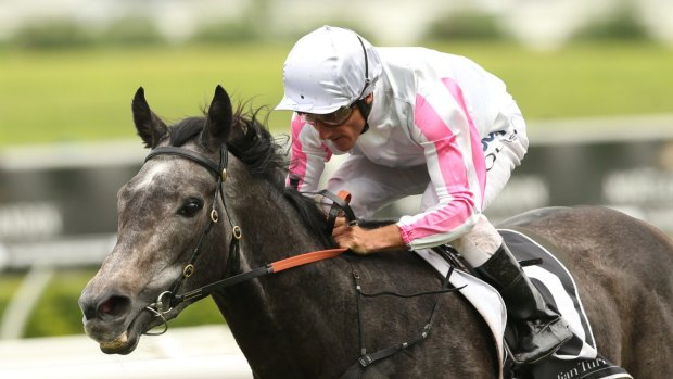 Ready to salute: Arabian Gold shapes as a big chance in the Stan Fox Stakes at Rosehill.