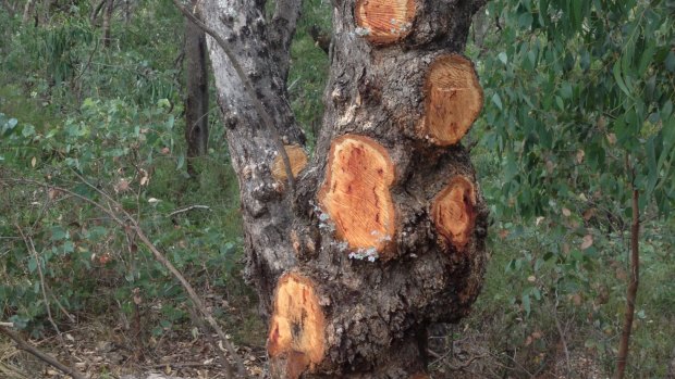 A long-leaved box tree in the Upper Goulburn State Forest after it was stripped of burls.