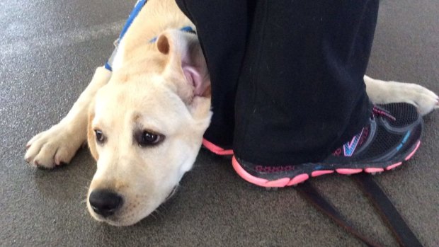 Paige, a Seeing Eye puppy being socialised at Roma Street Fire Station, had enough of sirens and power tools.