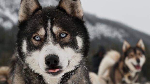 Sled dogs are dear to Canadian's hearts.