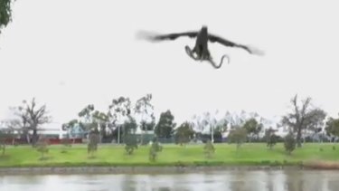 Real or fake? Hawk throws a snake at family enjoying lunch by the Yarra River. 