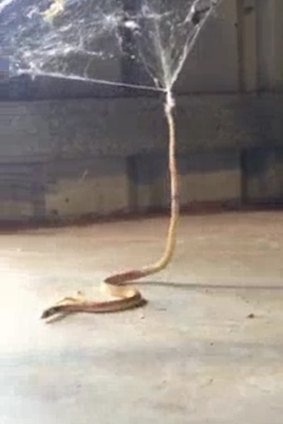 The snake stuck in a spider's web. 