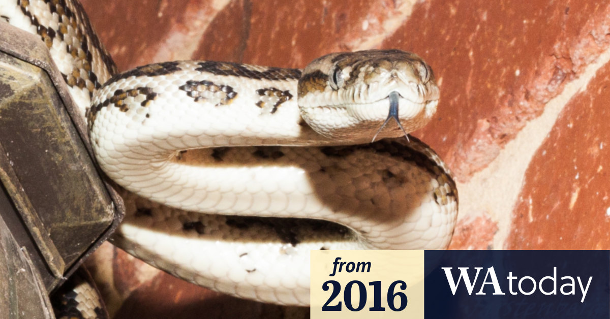 Perth Couple Evict Uninvited Guest A Five Foot Carpet Python