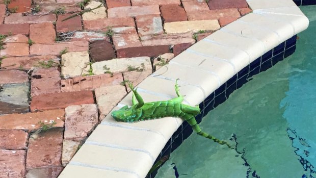 An iguana that froze lies near a pool after falling from a tree in Boca Raton, Florida, on Thursday.